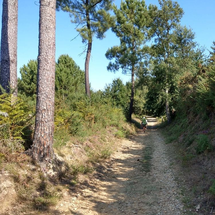 Eine schöne Teilstrecke des Weges durch den Wald ⁠
A nice section of the path through the forest⁠
⁠
#nofilter⁠ 