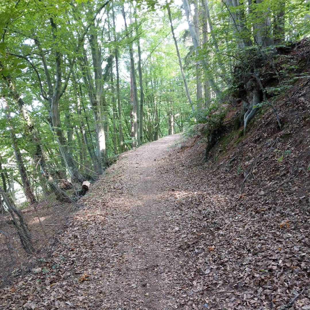 2. Teil des Burgwald Pfades 