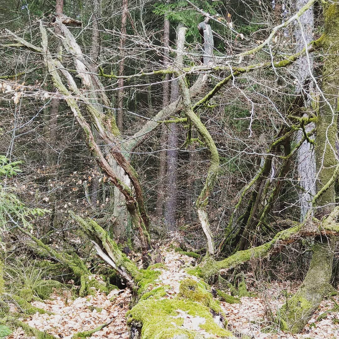 Eine mossige Angelegenheit 