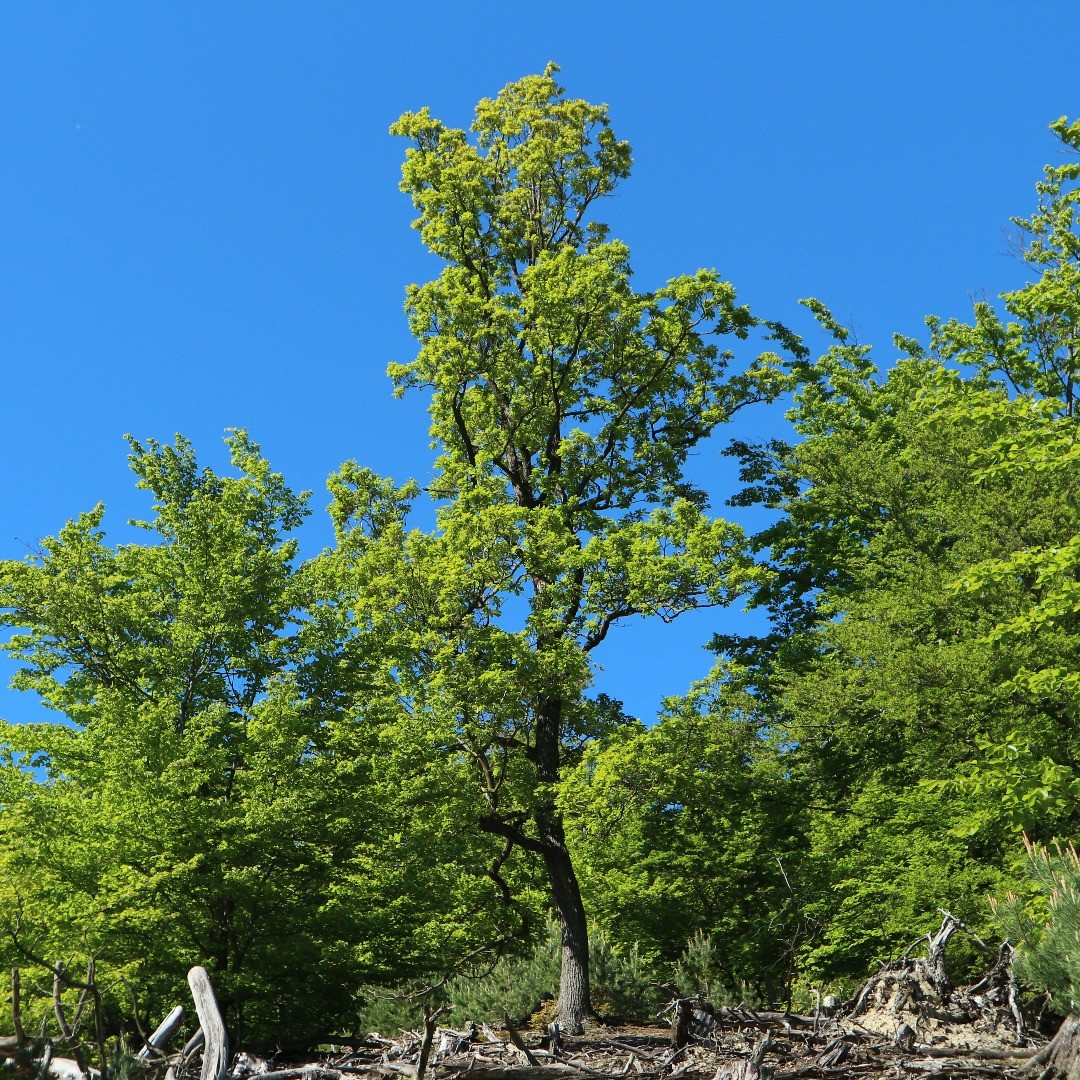 Knorreichenstieg Edersee 
