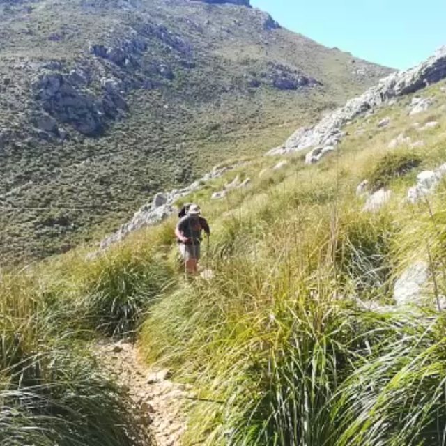 Video Safari - freilaufender koalaoutdoor 