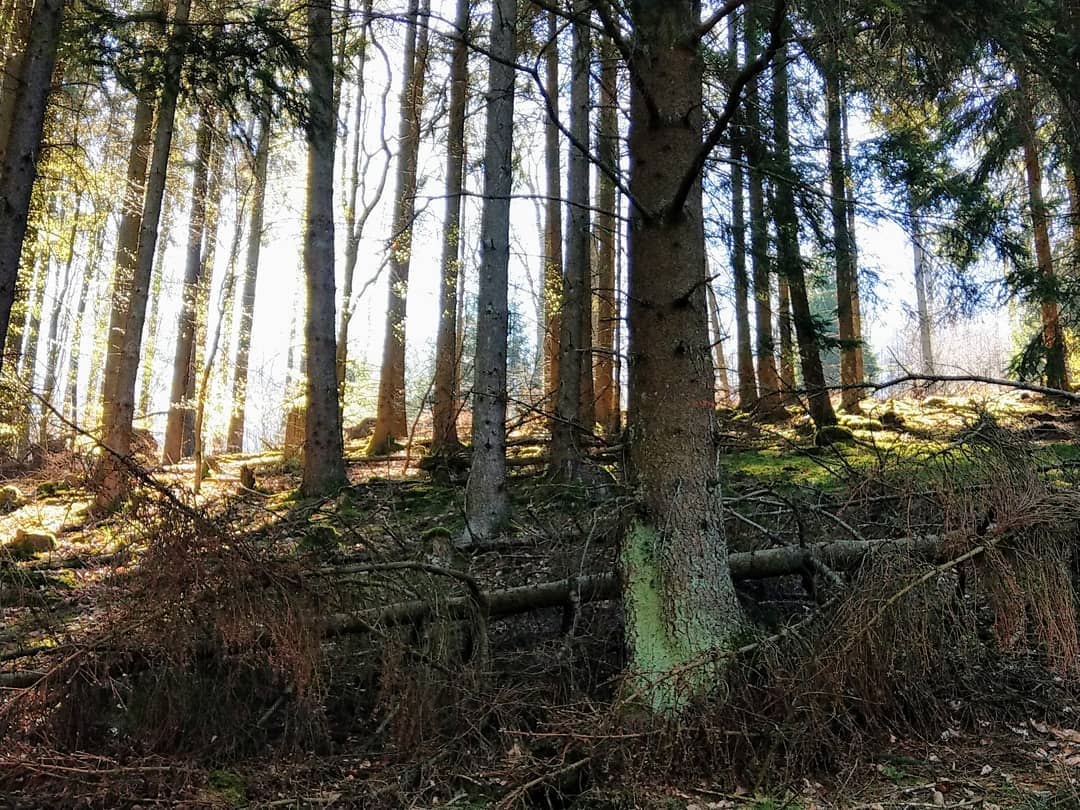 Immer dem Licht entgegen ... 