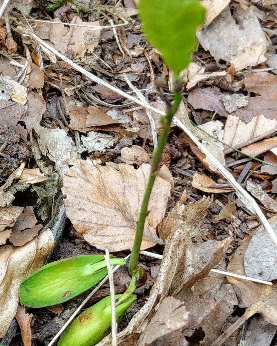 Natur bei der Arbeit 