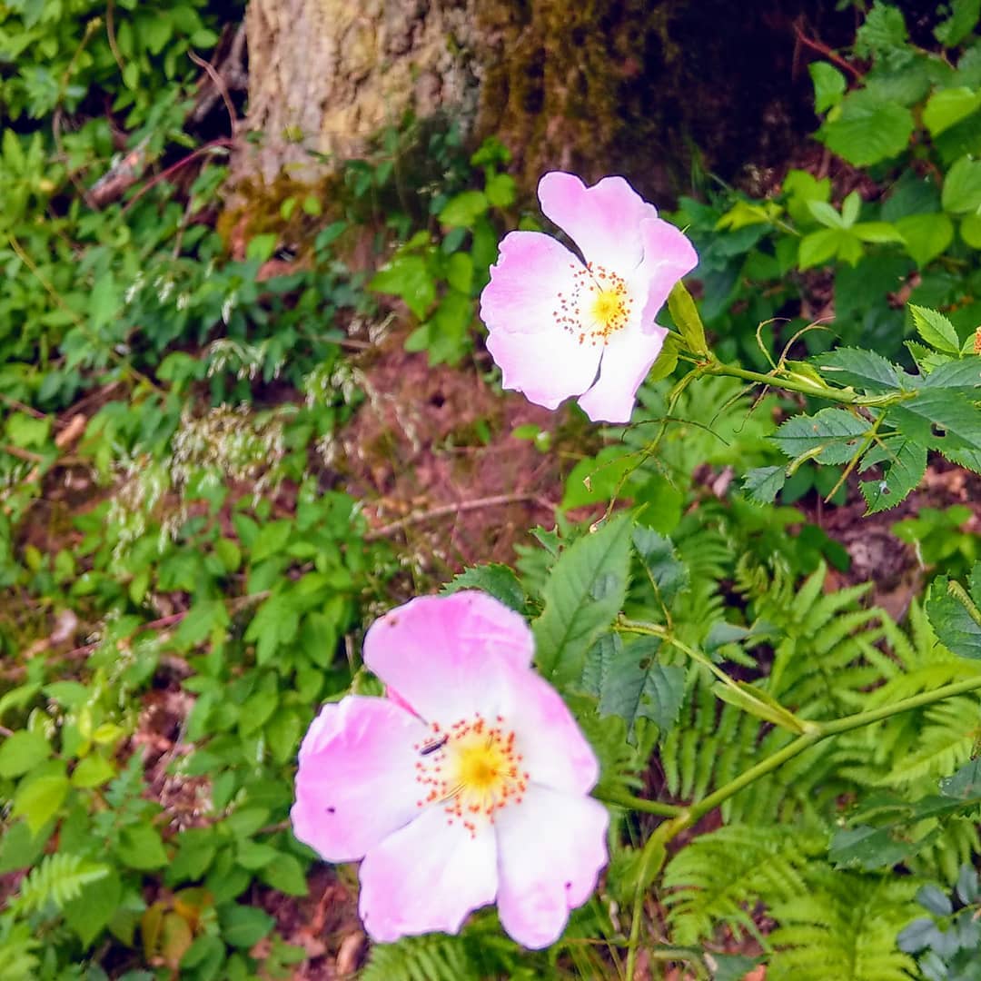 Zwei Schönheiten vom Wegesrand 