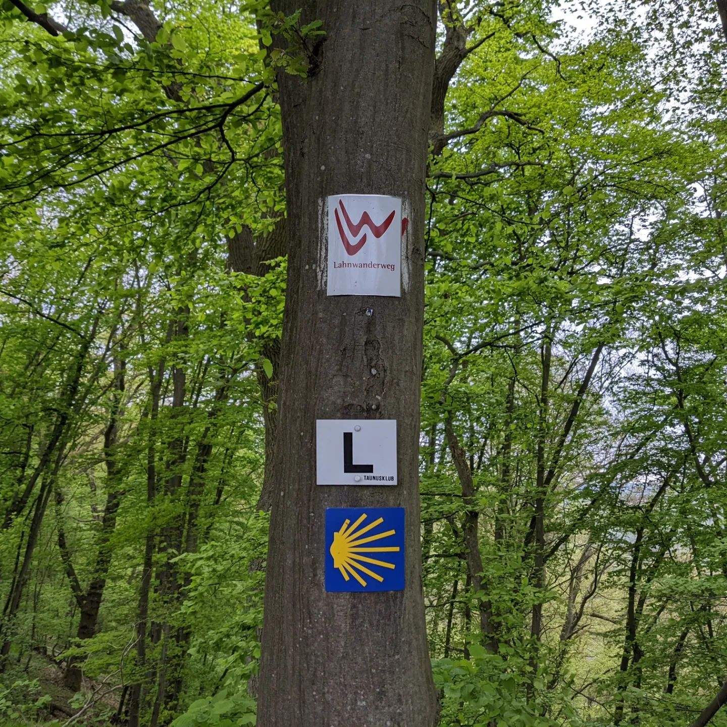 Lahnhöhenweg : Diez - Laurenburg

Wie sind 19 km gelaufen und 11 km mit der Bahn zurück zum Start.

We walked 19 km and the railway back to the start. 