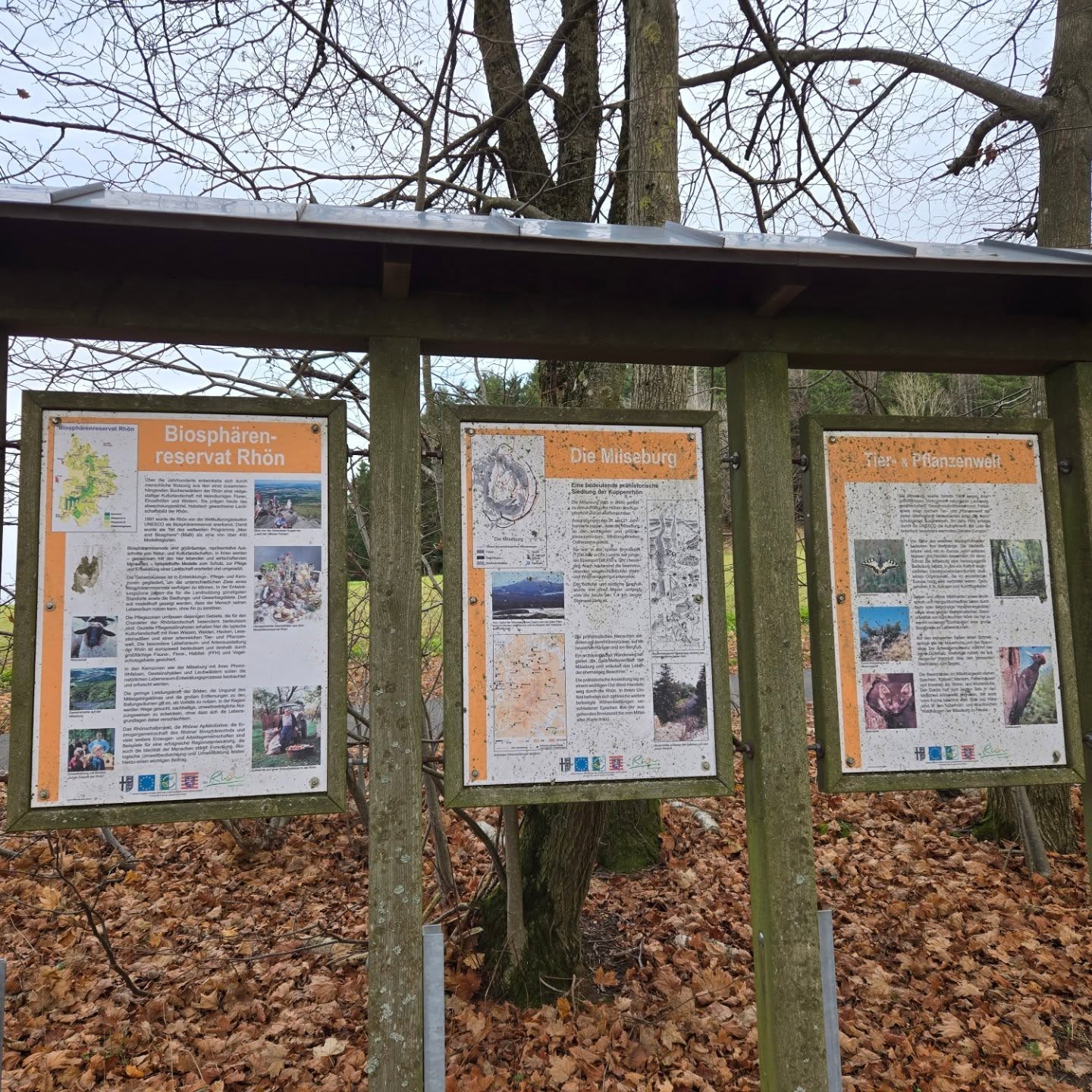 Extratour Milseburg Es sind nur 11,5 km aber Höhenprofil und Strecke haben es in sich. Über geröllige Wege bedeckt mit knöchelhohem Laub zu laufen, ist Berg ab anstrengender als bergauf, weil man ständig ins Rutschen kommt. Neben diesem Kräfte zehrenenden Effekt ist es eine schöne und abwechslungsreiche Strecke.
Zum Ausklang sind wir ins Fuldaer Haus eingekehrt (Geheimtipp ). Sehr gutes Essen in tollem Ambiente.